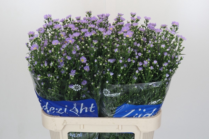 Aster Cassandra