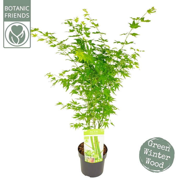 <h4>Acer palm. 'Going Green'®</h4>