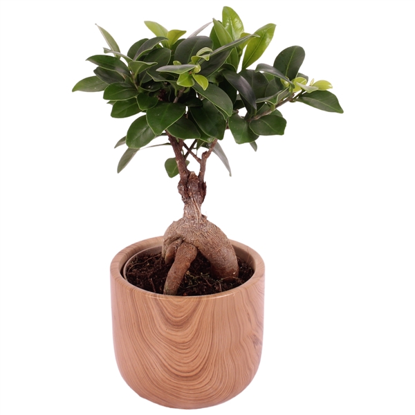 <h4>Ficus m. Ginseng Ball Shape Ø09cm in Ø11cm Ceramic NT565</h4>