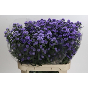 Aster Baby Blue