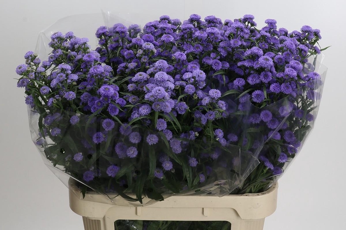 <h4>Aster Baby Blue</h4>