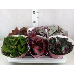 Begonia BD 'Beleaf'   ...mix