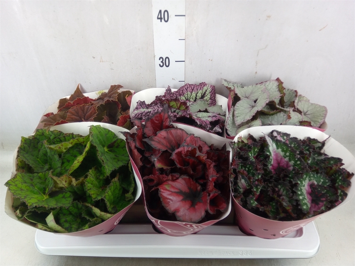 <h4>Begonia BD 'Beleaf'   ...mix</h4>