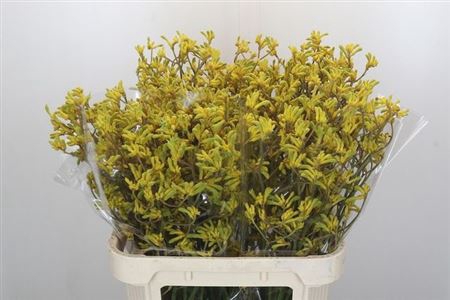 <h4>Anigoz Bush Down</h4>