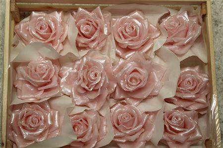 Wax Roos Pearl Rosa