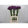 Allium Gladiator