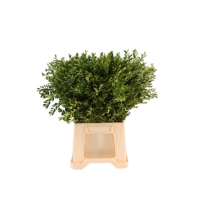 Buxus Kort