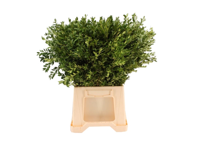 <h4>Buxus Kort</h4>