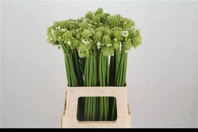 <h4>ORNIT SAUNDERSIAE</h4>