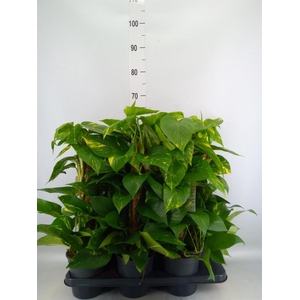 Epipremnum pinn.   ...moss stick