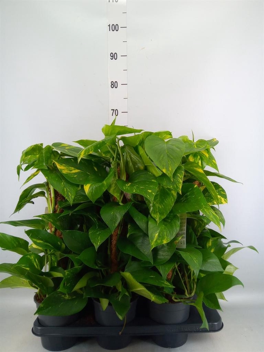 <h4>Epipremnum pinn.   ...moss stick</h4>