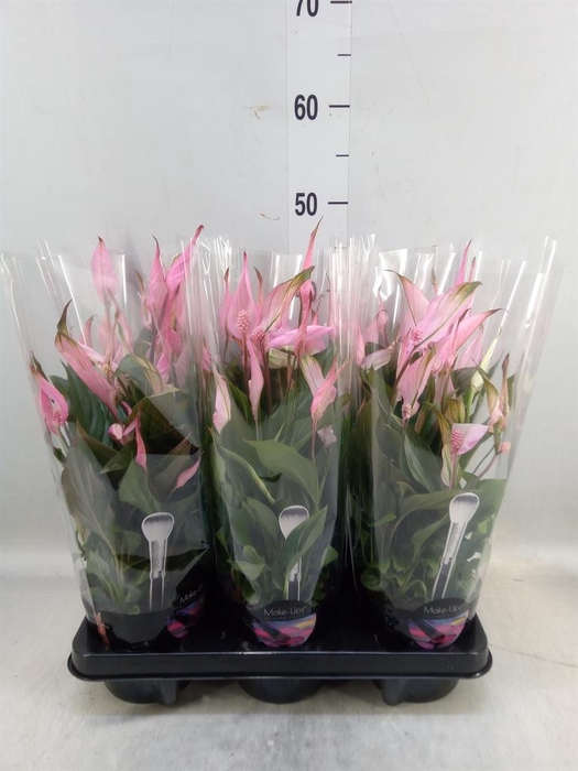 <h4>Spathiphyllum  'Bellini'</h4>