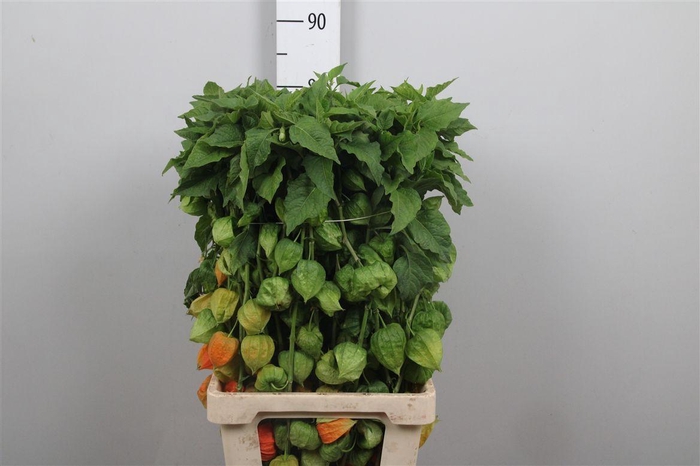 <h4>Physalis Lampion Tak</h4>