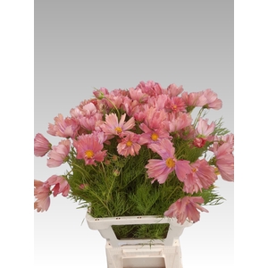 COSMOS BIPINNATUS