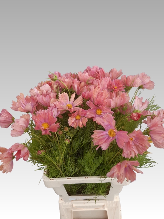 <h4>COSMOS BIPINNATUS</h4>