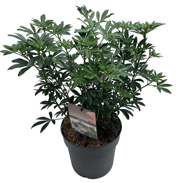 <h4>Choisya t. 'Greenfingers'® sense</h4>