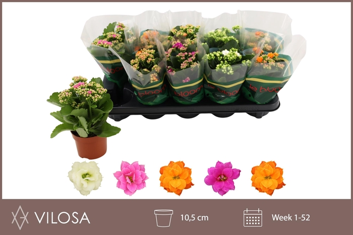 <h4>KAL GE GEM 5 KL</h4>