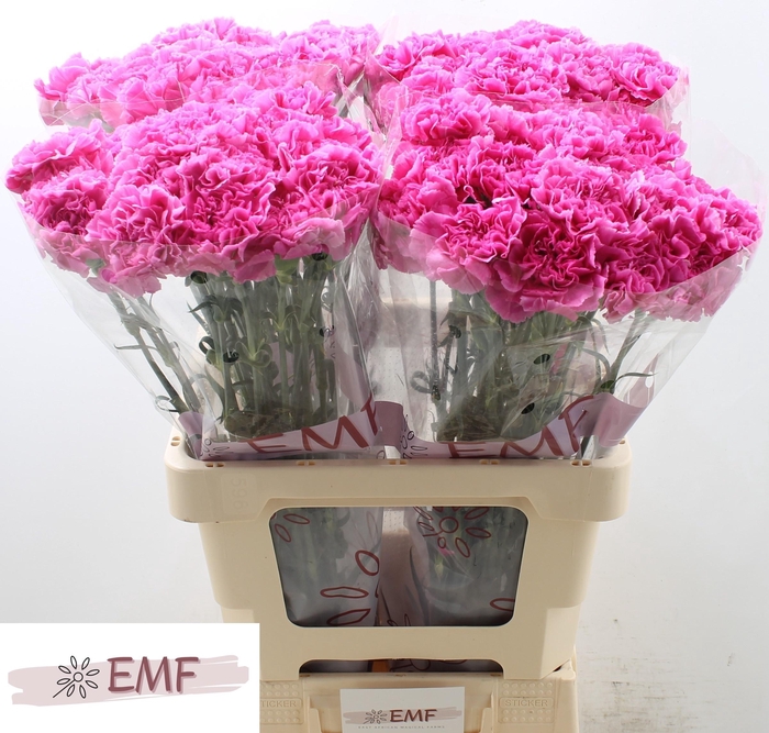 <h4>DI ST FARIDA</h4>