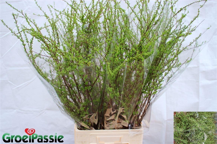 <h4>Spiraea C Grefsheim</h4>