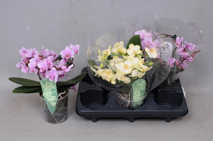 <h4>PHAL MF GEM</h4>