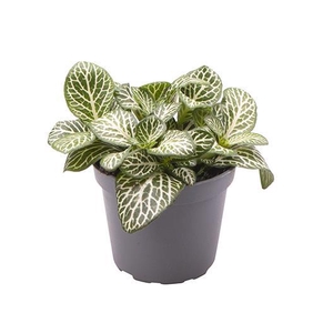 FITTONIA VERSCHAFFELTII p6 white