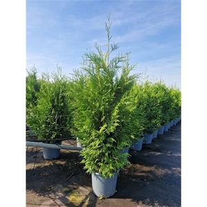 Thuja pl. 'Martin'