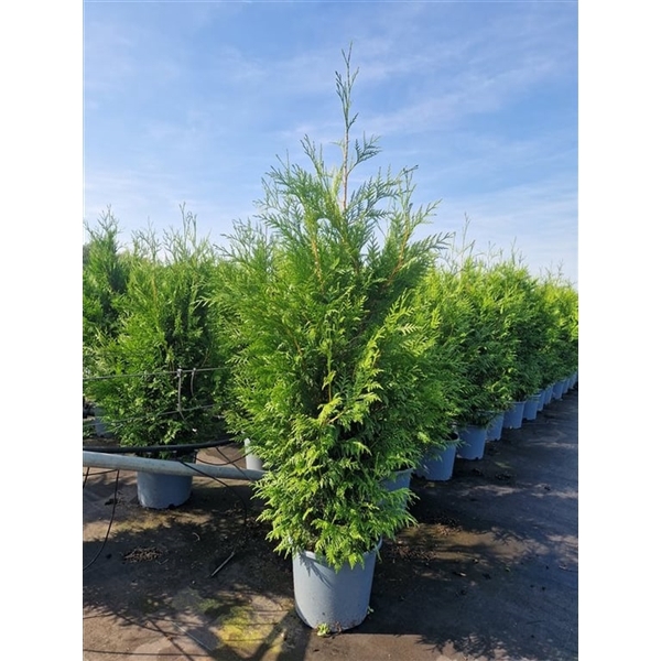 <h4>Thuja pl. 'Martin'</h4>