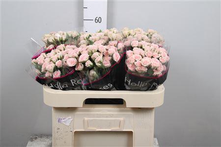 <h4>R Tr Severina</h4>