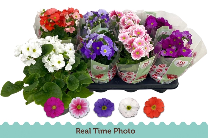 <h4>PRIM OB TM GEM</h4>