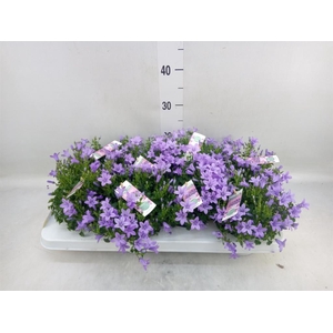 Campanula porten. 'Ambella Lavende'