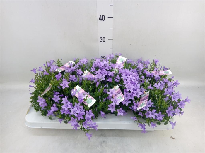 <h4>Campanula porten. 'Ambella Lavende'</h4>