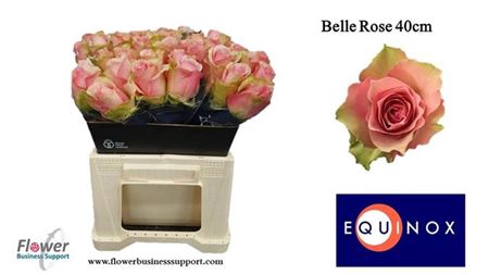 <h4>R Gr Belle Rose</h4>