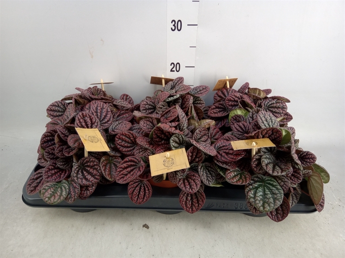 <h4>Peperomia</h4>