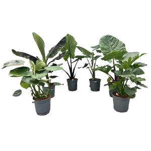 Mix Groene Kamerplant p 21
