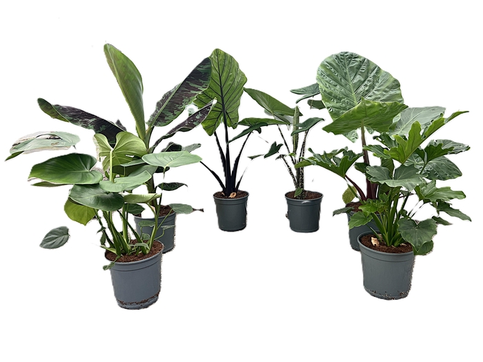 <h4>Mix Groene Kamerplant p 21</h4>