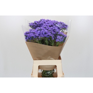 Ageratum houstonianum 'JJ Violet Blue'