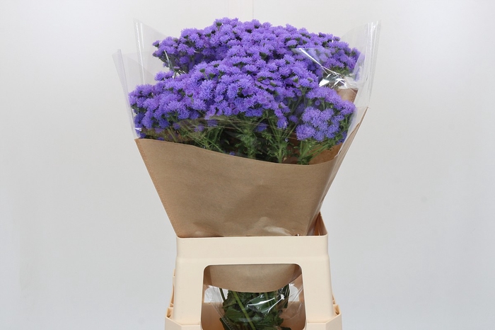 <h4>Ageratum houstonianum 'JJ Violet Blue'</h4>