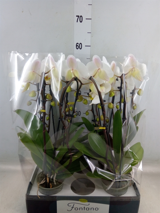 <h4>Phalaenopsis   ...white</h4>