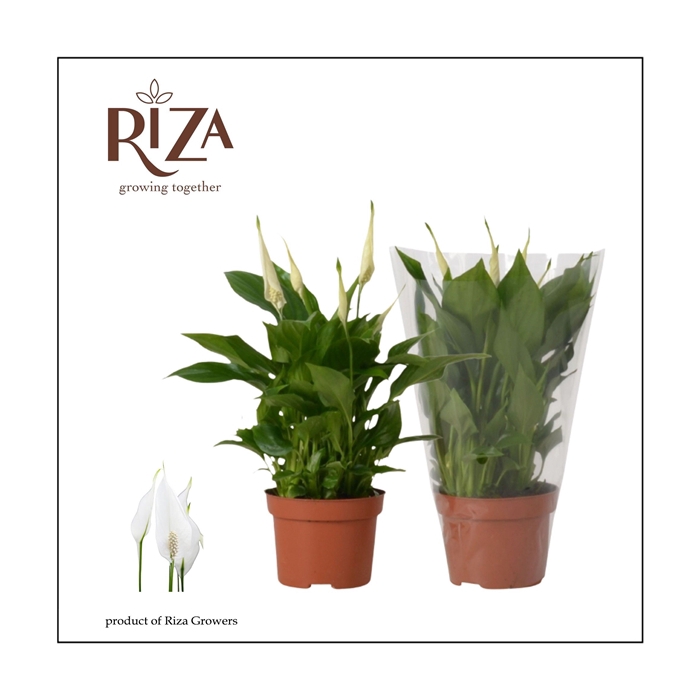 <h4>Spathiphyllum Rondo - 10,5 cm</h4>