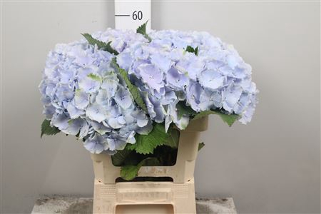 <h4>Hydr M Verena Bl</h4>