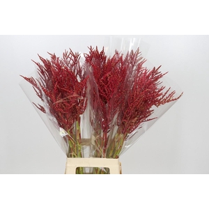 Bromelia Red Paloma