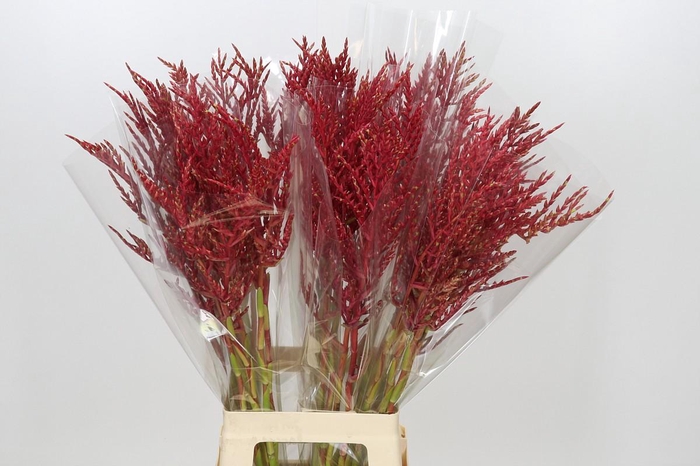 <h4>Bromelia Red Paloma</h4>
