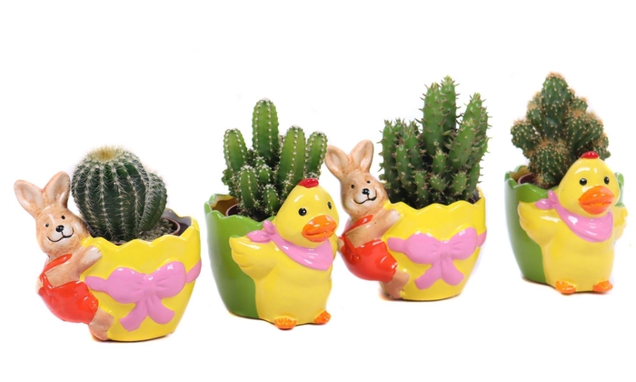 <h4>Cactus in planter "Duck and bunny are really funny"</h4>