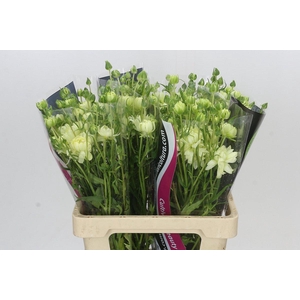 Ranunculus Natura Moderna Galaxy