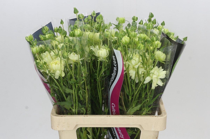 <h4>Ranunculus Natura Moderna Galaxy</h4>