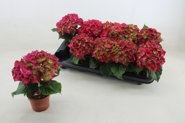 <h4>HYDR M HOT RED</h4>