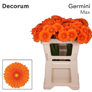 Germini Max Water