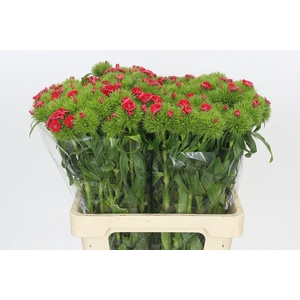 Dianthus Br Sweet Will Coral
