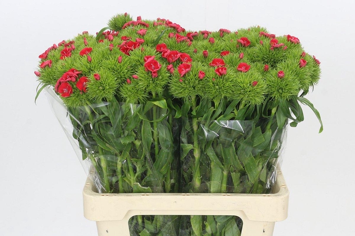 <h4>Dianthus Br Sweet Will Coral</h4>