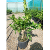 Citrus medica